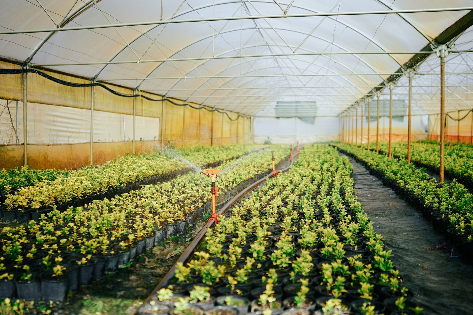 The Ultimate Crop Defender: Explore the Impact of Greenhouse Plastic Covers in Agriculture