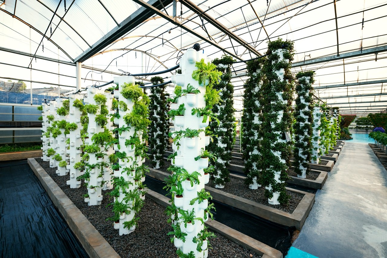 Maximising Productivity with Soilless Growing Solutions for Greenhouses and Net Houses
