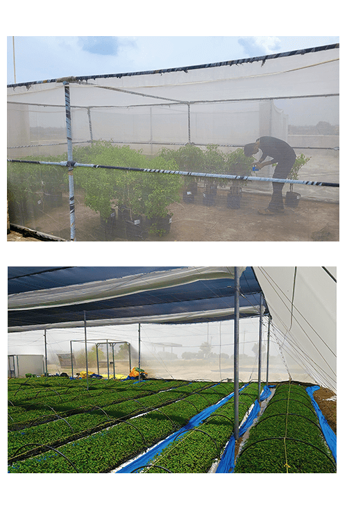 Agriplast Insect Net - Protect Your Crops from Pests & Boost Yield