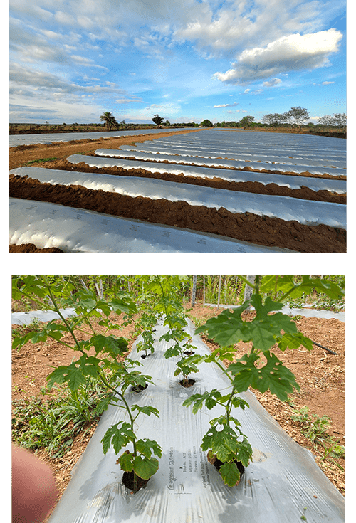 Agriplast Mulch, Mulch films, Agricultural mulch, Crop yield enhancement, Weed control, Soil moisture conservation, Farming solutions, Plastic mulch, Agricultural plastics, Mulching materials