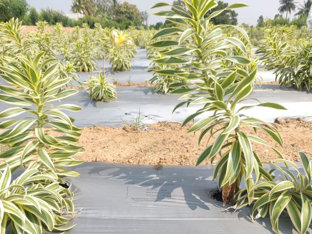 Mulching Meaning in Agriculture: A Comprehensive Guide to Understanding and Implementing Mulching Techniques Image