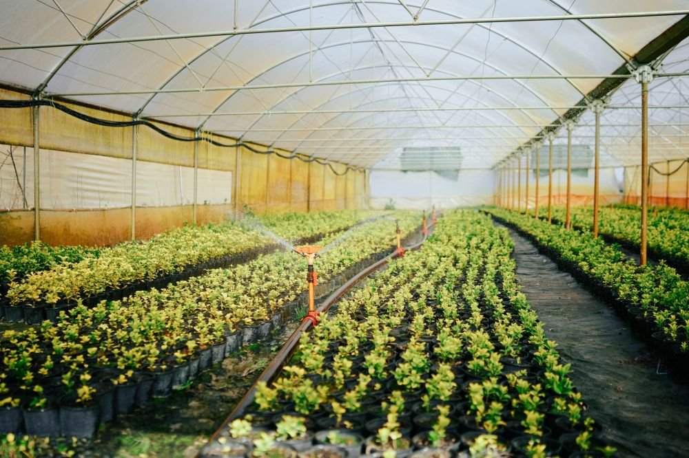 The Ultimate Crop Defender: Explore the Impact of Greenhouse Plastic Covers in Agriculture Image