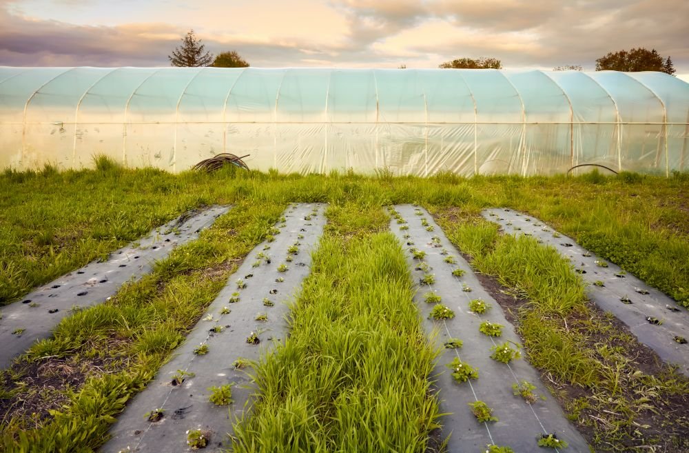 Informed Choices: Essential Queries for Buying Quality 25-Micron Mulching Paper Image