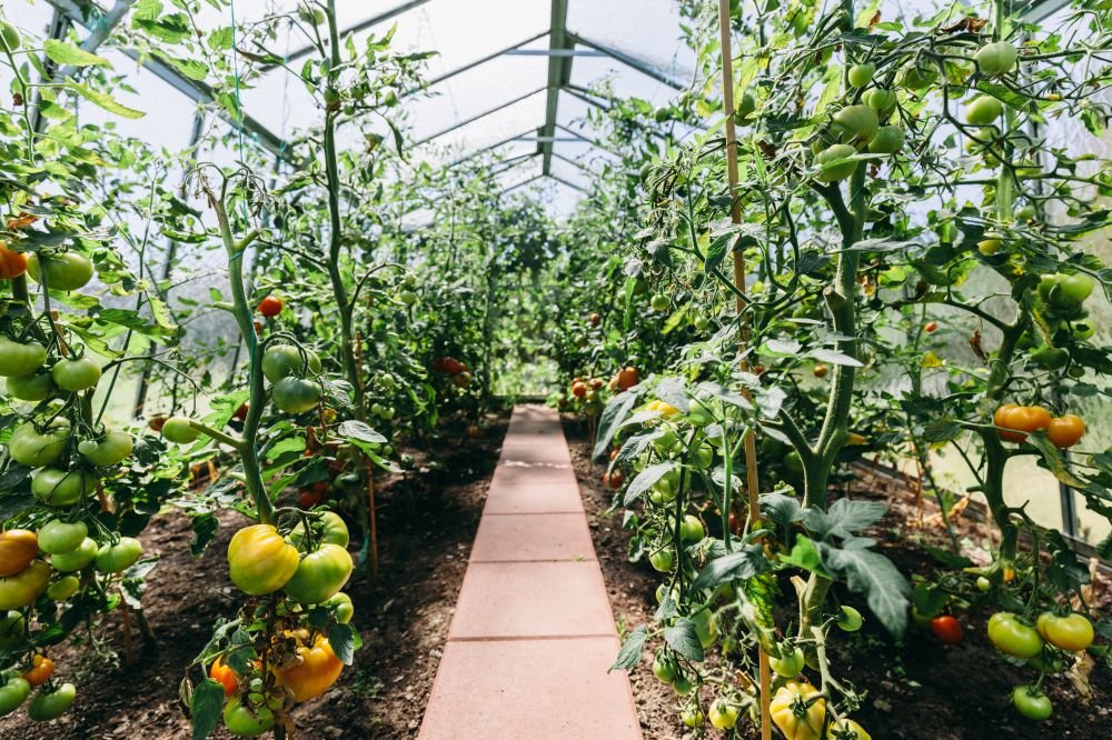  Revolutionising Agriculture: The Rise of Greenhouse Farming in India Image