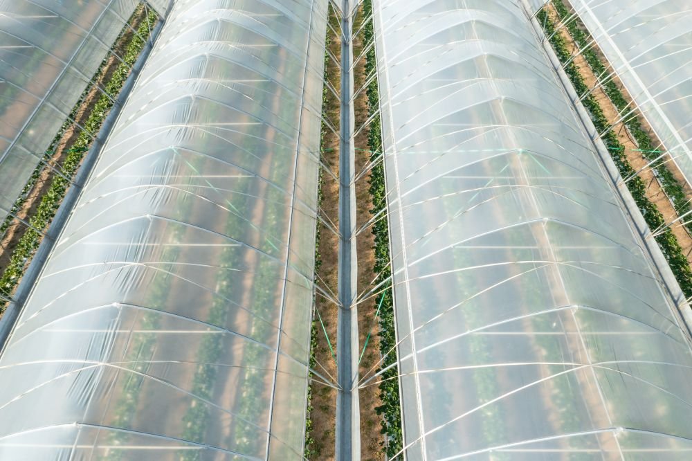 Maximizing Your Greenhouse Efficiency with 200-Micron Polythene Sheets Image