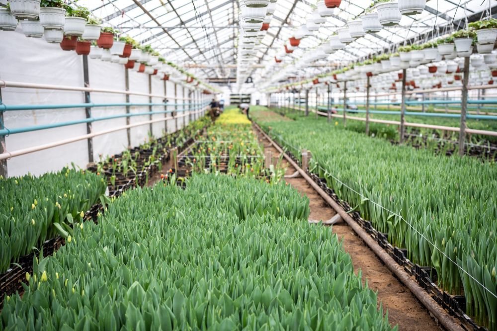 Mastering the Art of Greenhouse Maintenance: Where to Buy Greenhouse Plastic and Other Supplies Image