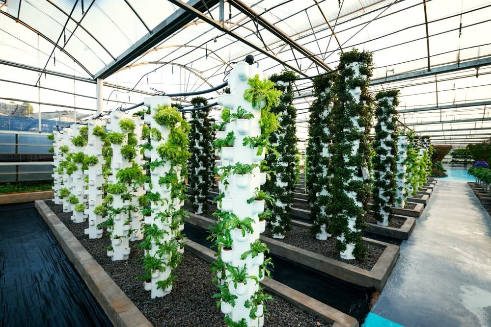 Maximising Productivity with Soilless Growing Solutions for Greenhouses and Net Houses Image