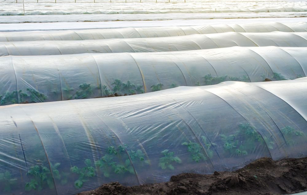 Unearth the Power of Soil Solarisation with Agriplast's Anti-Drip Clear Film Image