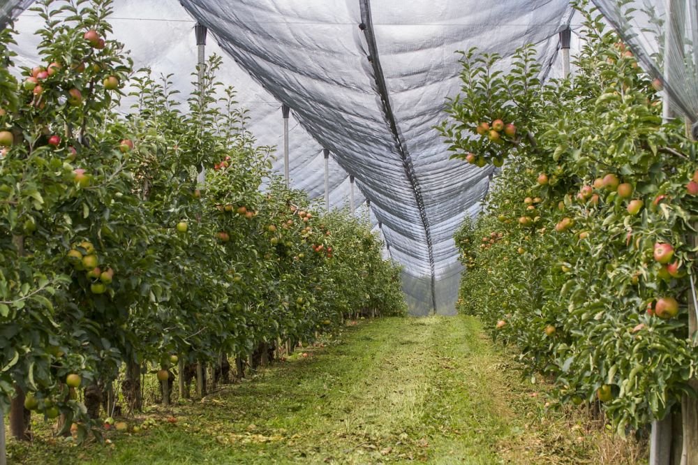 Effectively Using Anti-Hail Nets: Strategies for Crop Safety and Yield Maximisation Image