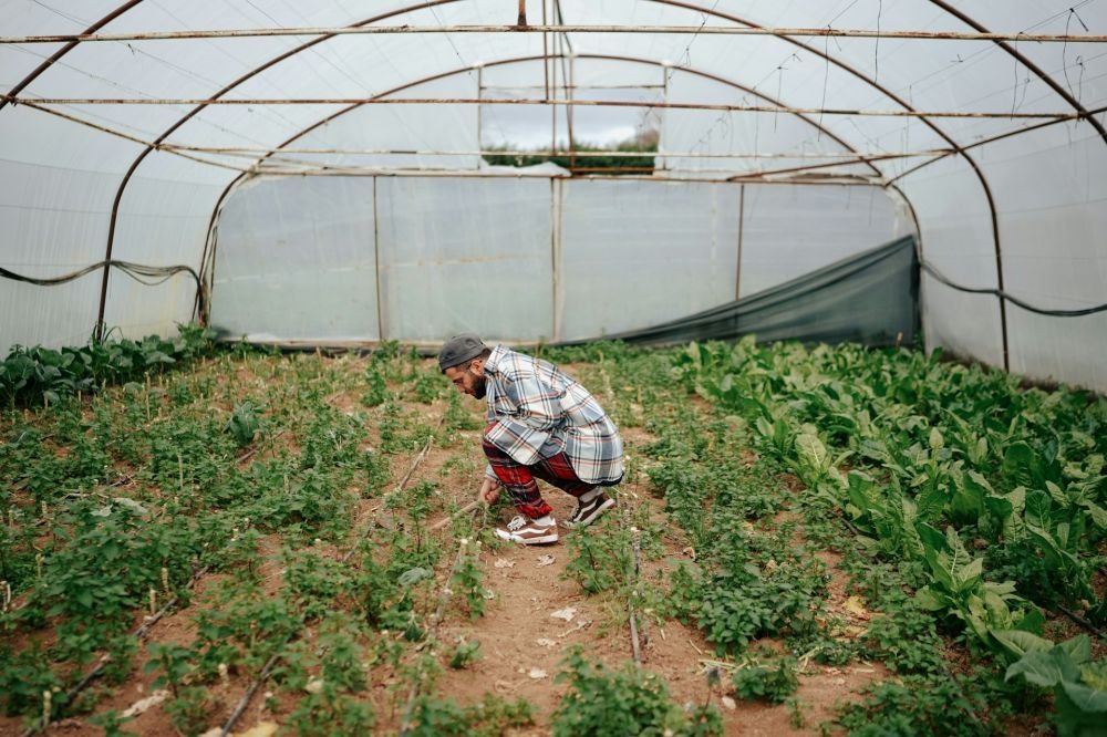 Revolutionising Protected Cultivation with Agriplast Tech India Private Limited's Soilless Growing Solutions Image