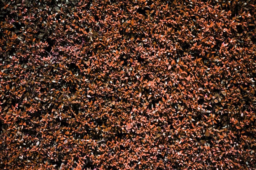 Top Benefits of Using Mulch for Weed Control in Gardens Image