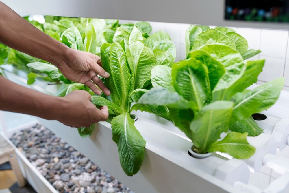 Exploring Soilless Growing Solutions for Easy Farming Image