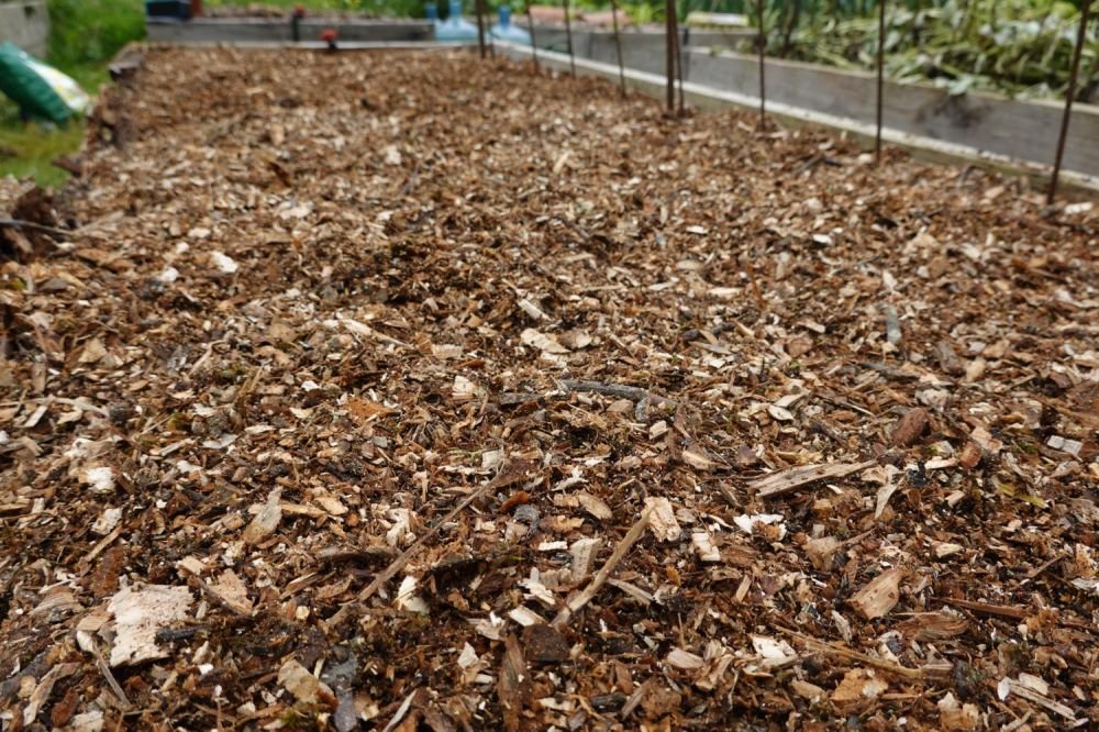 Mulch: The Simple Solution for Healthier Plants Image