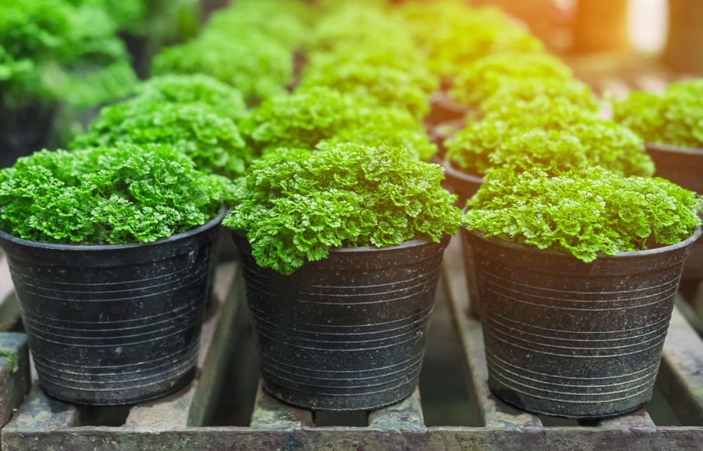 Choosing the Right Agriplast Pots for Your Plants Image