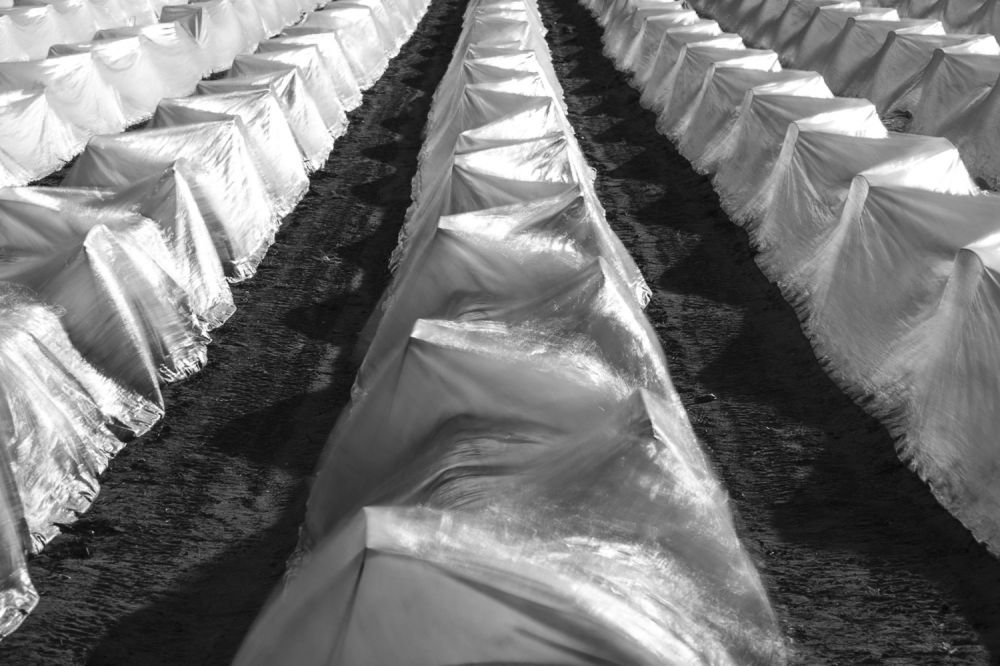 How Soil Solarization Film Improves Soil Quality Image