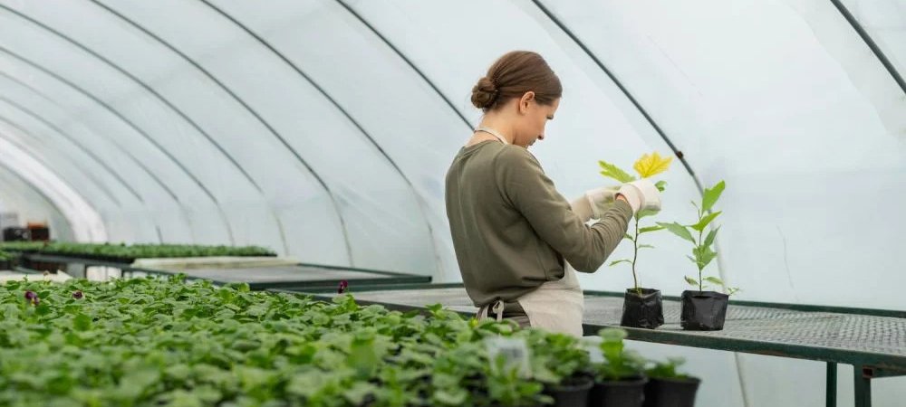 Greenhouse Film Complete Guide: Types, Benefits and Uses Image