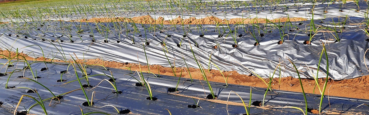 Agriplast Ginegar Onion/Garlic Mulch Image