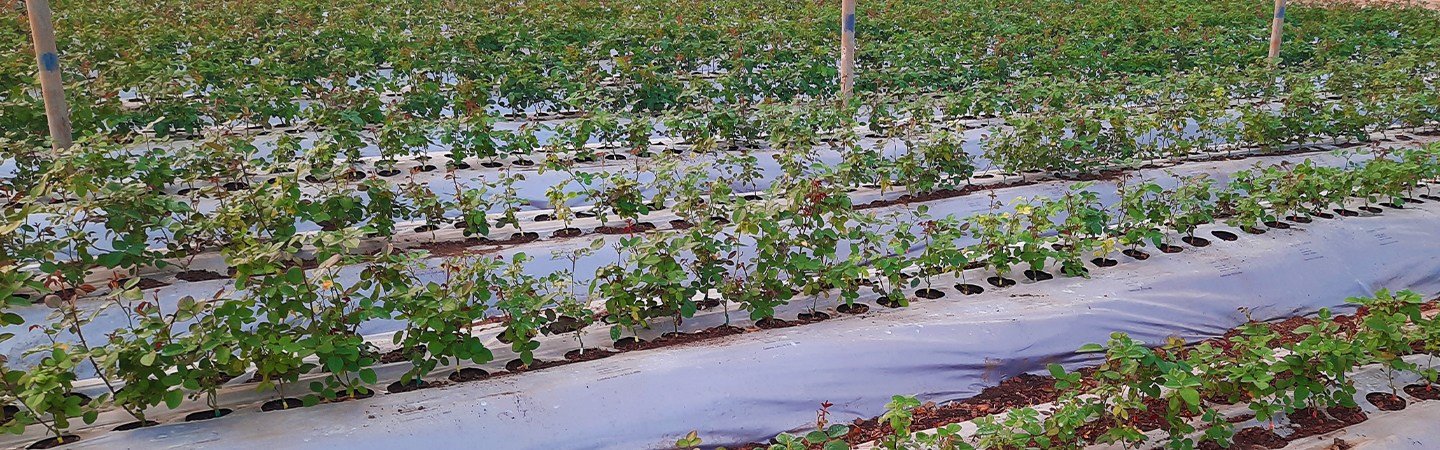 Agriplast Ginegar Mulch Image