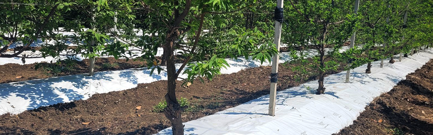 Agriplast Ginegar Orchard Mulch Image