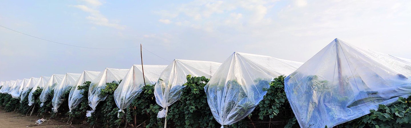 Agriplast Grape Cover Image