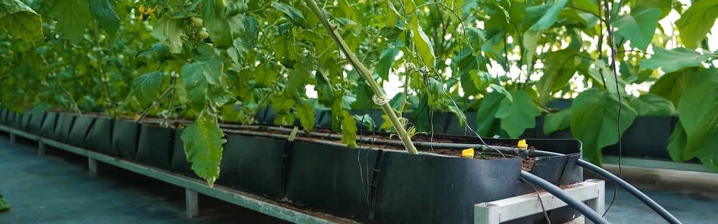 Mapal Growing Trough Image