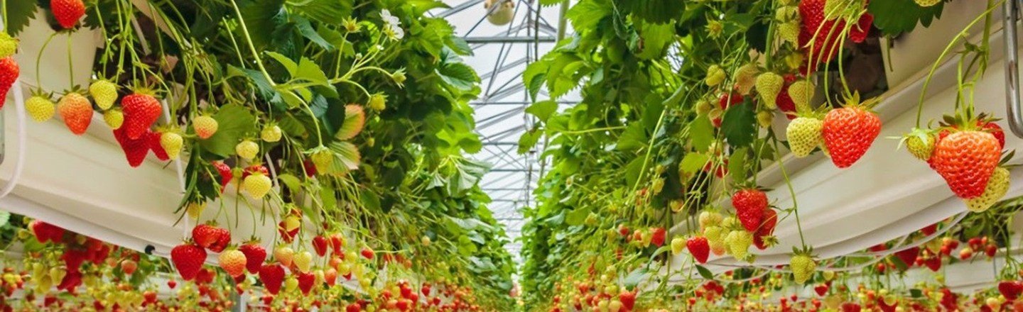 Strawberry Container - Open Type Image