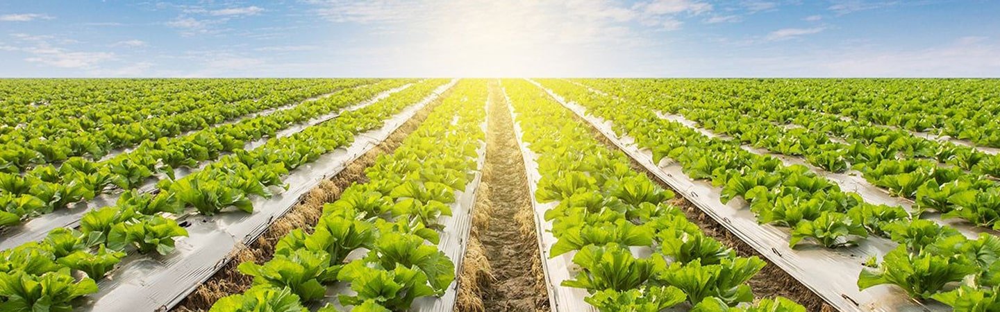 Open Field Solutions