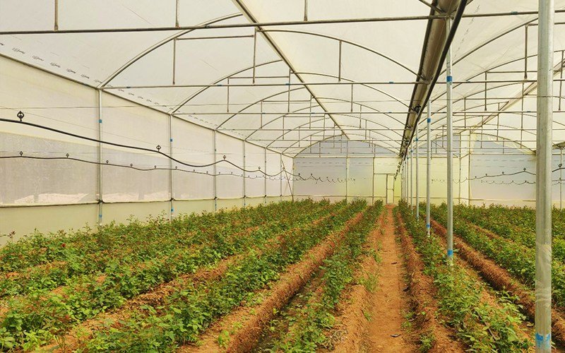 Ginegar Suncover 205N Image 3