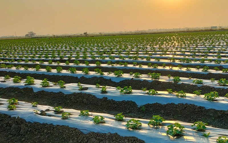 Agriplast Ginegar Hole Mulch Image 1