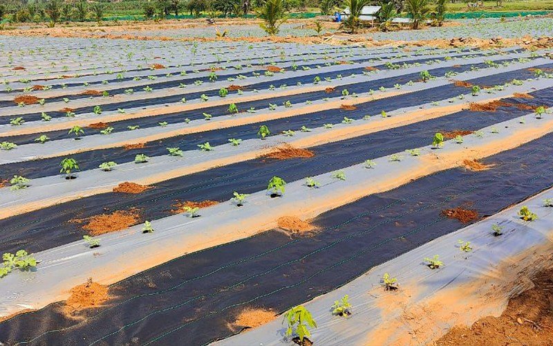 Agriplast Ginegar Hole Mulch Image 2