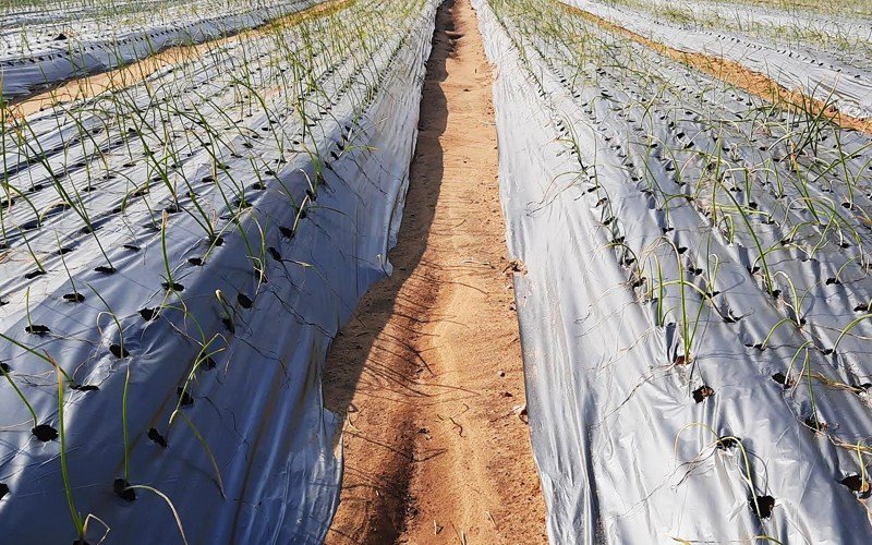 Agriplast Ginegar Onion/Garlic Mulch Image 1