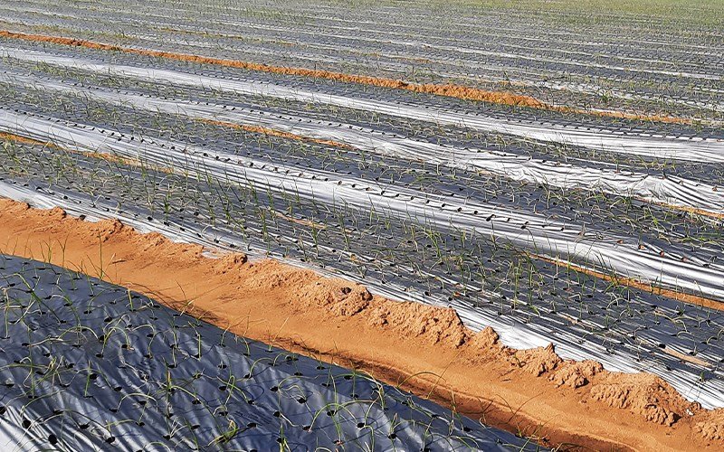 Agriplast Ginegar Onion/Garlic Mulch Image 2