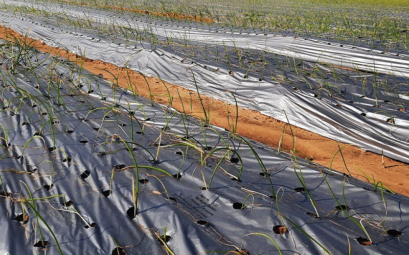 Agriplast Ginegar Onion/Garlic Mulch Image 4