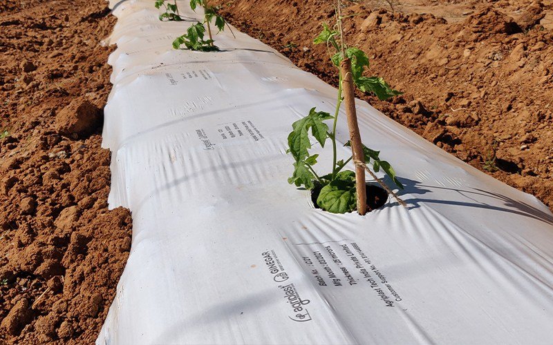 Agriplast Ginegar Mulch Image 3