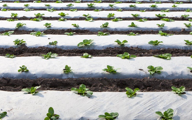 Ginegar Embossed mulch Image 1