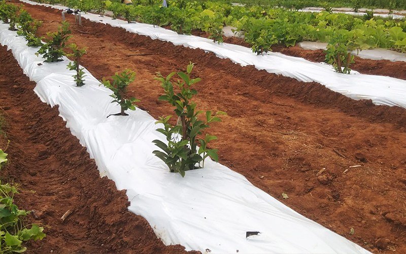 Ginegar Embossed mulch Image 4