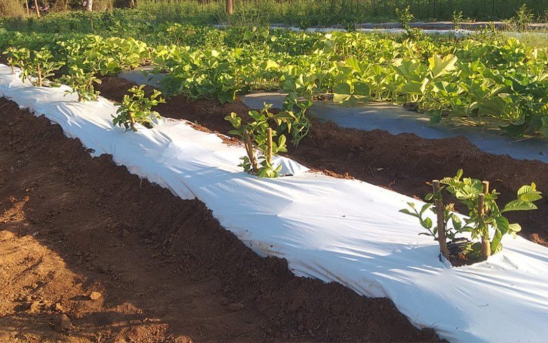 Ginegar Embossed mulch Image 3