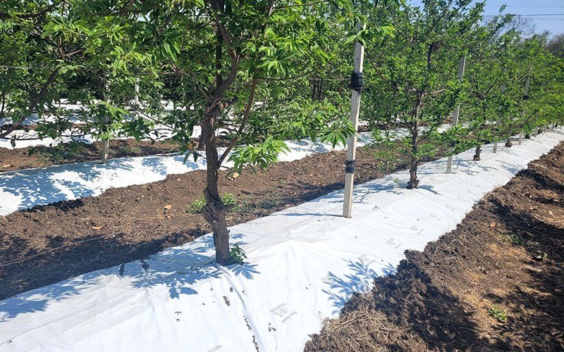 Agriplast Ginegar Orchard Mulch Image 1