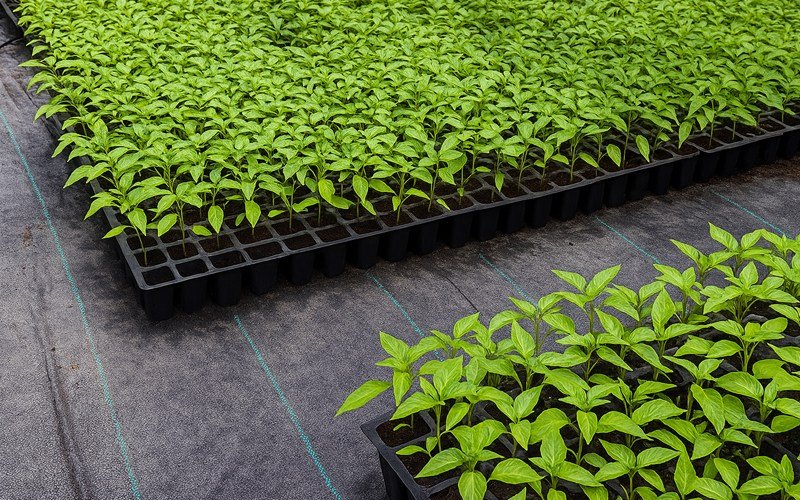 Weed Mat (Ground Cover) 90 GSM Image 2