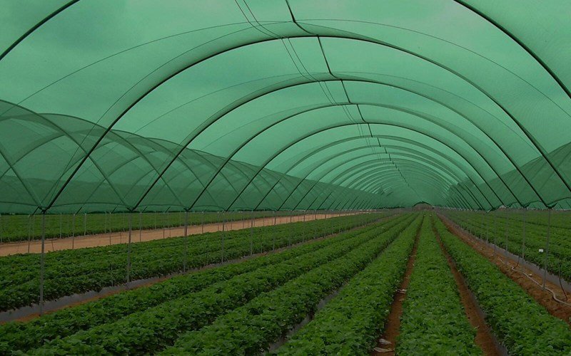 Agriplast Shade Net (Tape x Tape) Image 5