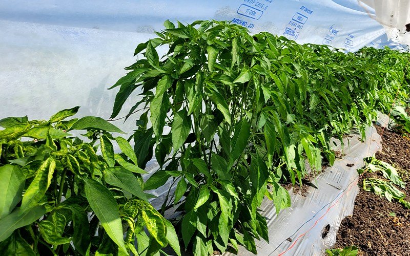 Agriplast Crop Shield Cover Image 1