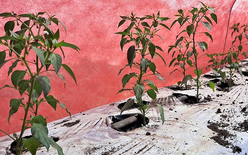 Agriplast Crop Shield Cover Image 3