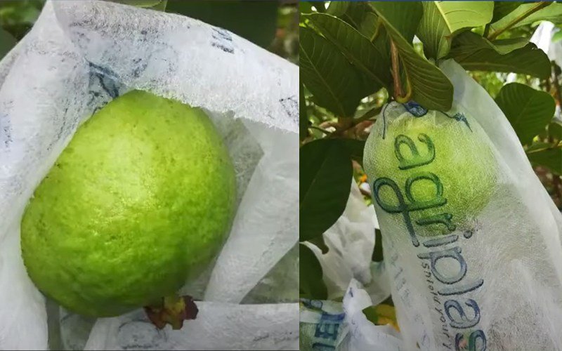 Agriplast Fruit Shield Cover Image 1