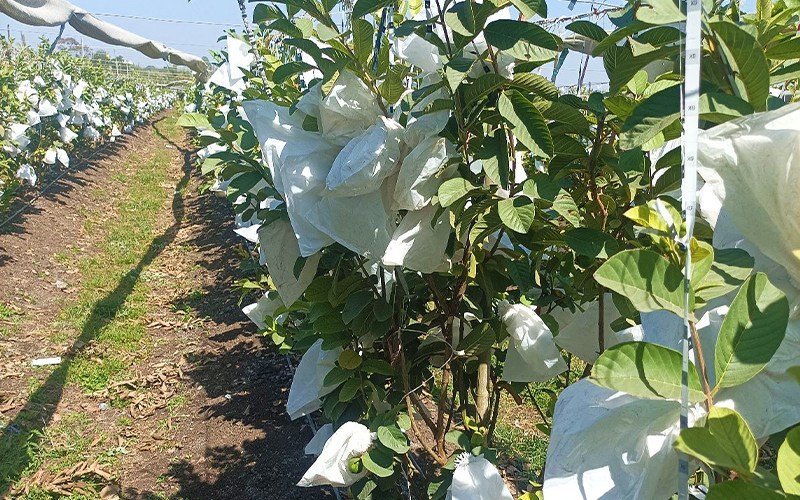 Agriplast Fruit Shield Cover Image 2