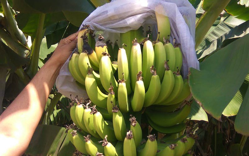 Agriplast Banana Shield Cover Image 1