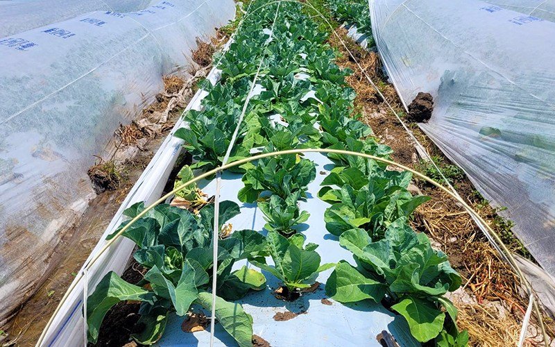 Reinforced Plastic Stick Image 2