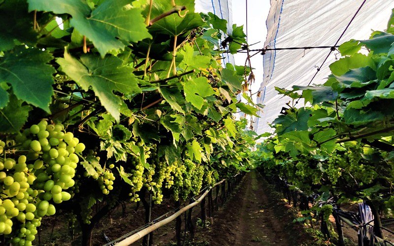 Agriplast Grape Cover Image 1