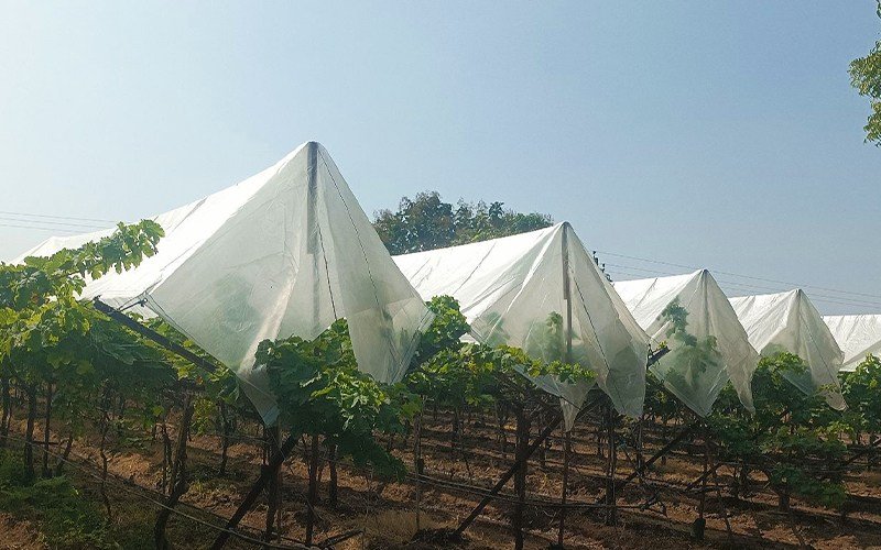 Agriplast Grape Cover Image 2