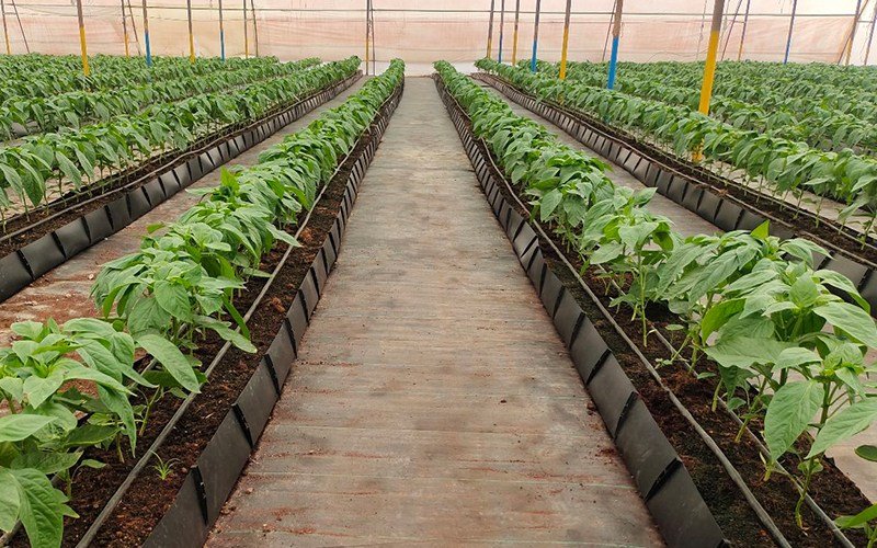 Mapal Growing Trough Image 1