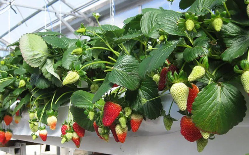 Strawberry Container - Open Type Image 2